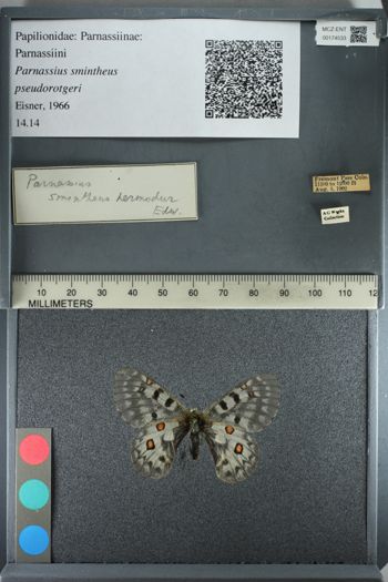 Media type: image;   Entomology 174533